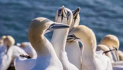 开云在线直播-赞比亚男篮在非洲预赛中视死如归，迈向梦想的彼岸，赞比亚阵容