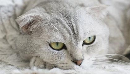 开云在线直播-赞比亚男篮在非洲预赛中视死如归，迈向梦想的彼岸，赞比亚阵容