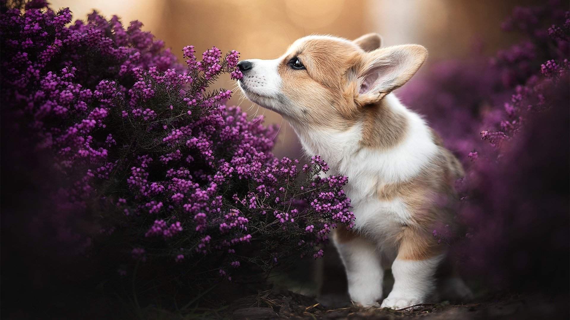 开云全站-“法甲最后攻坚战：豪门拼抢冠军，悬念不断”，法甲的豪门