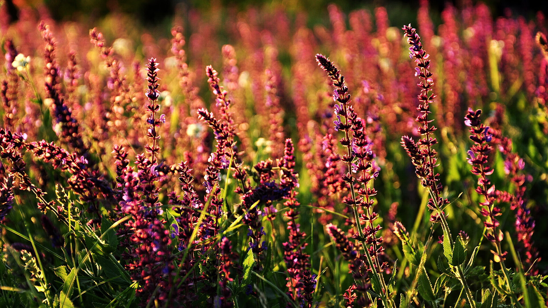 开云官网-全国越野滑雪巡回赛，雪地中的速度与激情，全国越野滑雪邀请赛