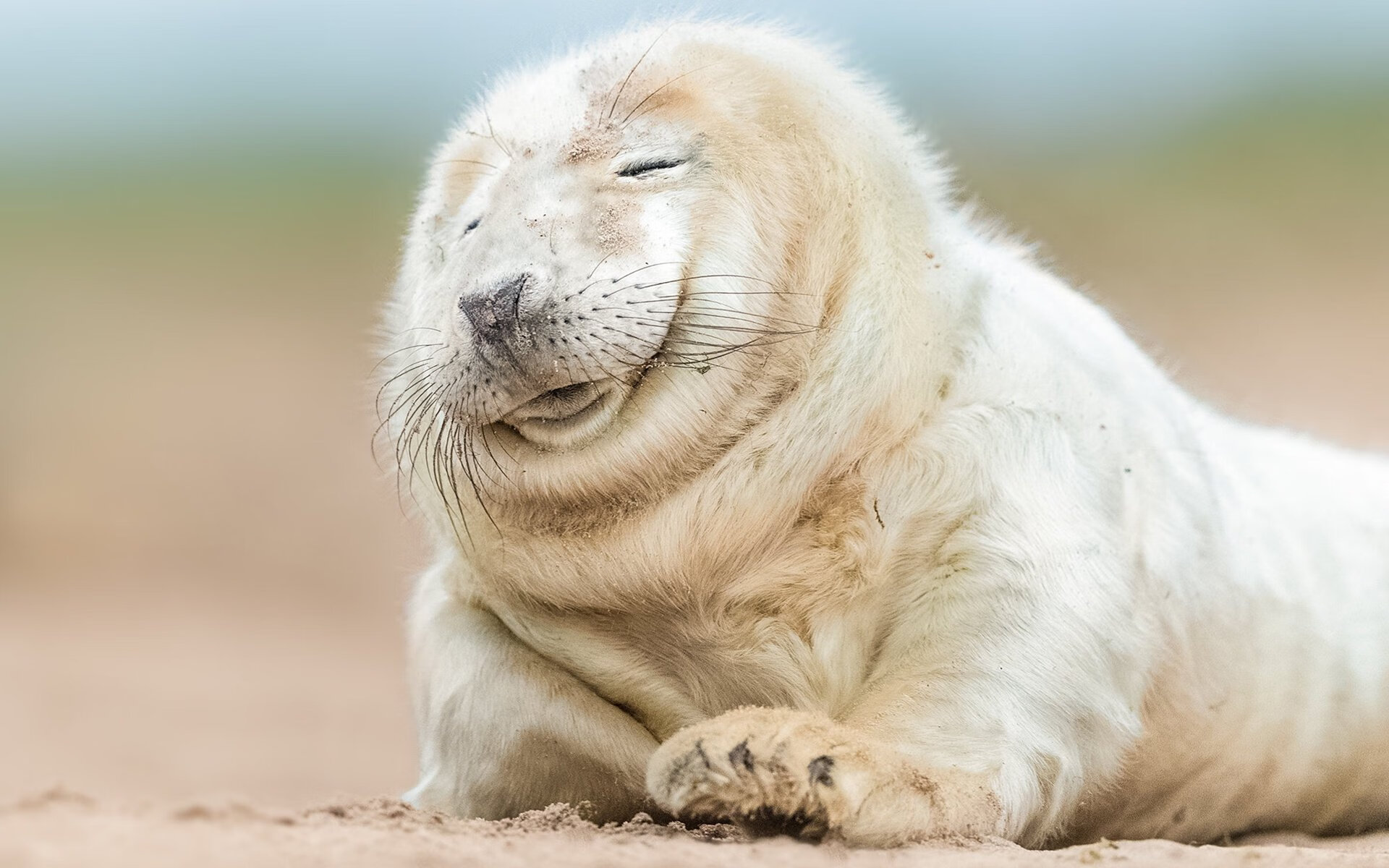 史上最“疯狂”的快攻,速度与技巧的巅峰体验,快攻有哪几种