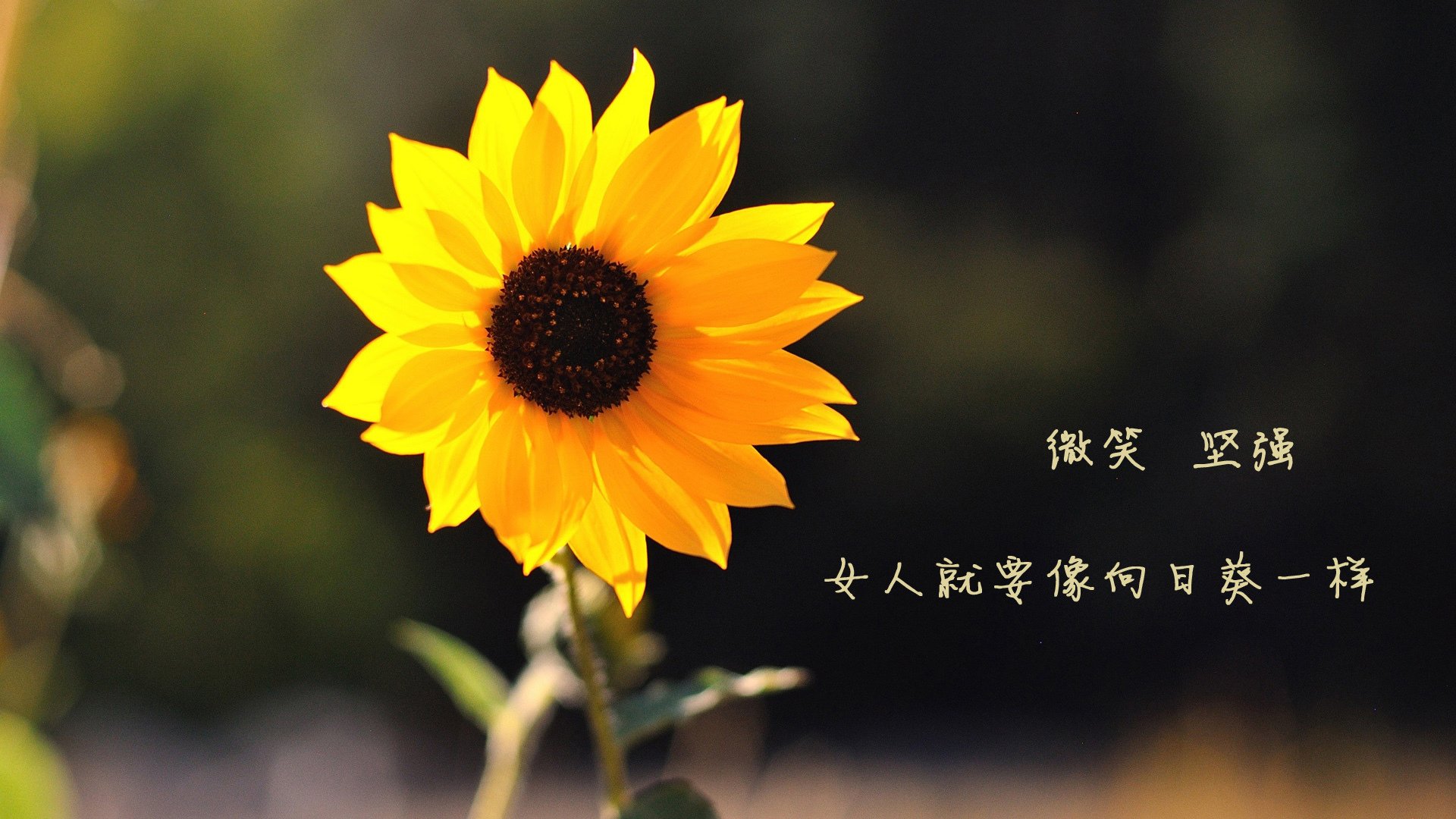 特色乡村龙舟节,融合文化和运动的盛会,龙舟活动