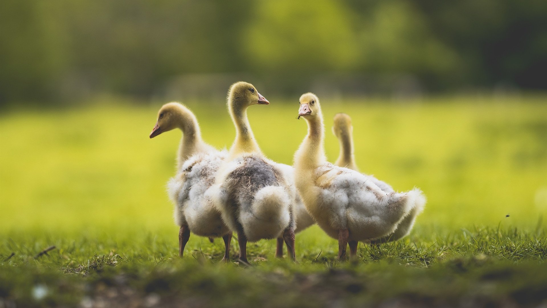 特色体育旅游结合“篮球+文化”成为地区新特色,打造篮球特色学校