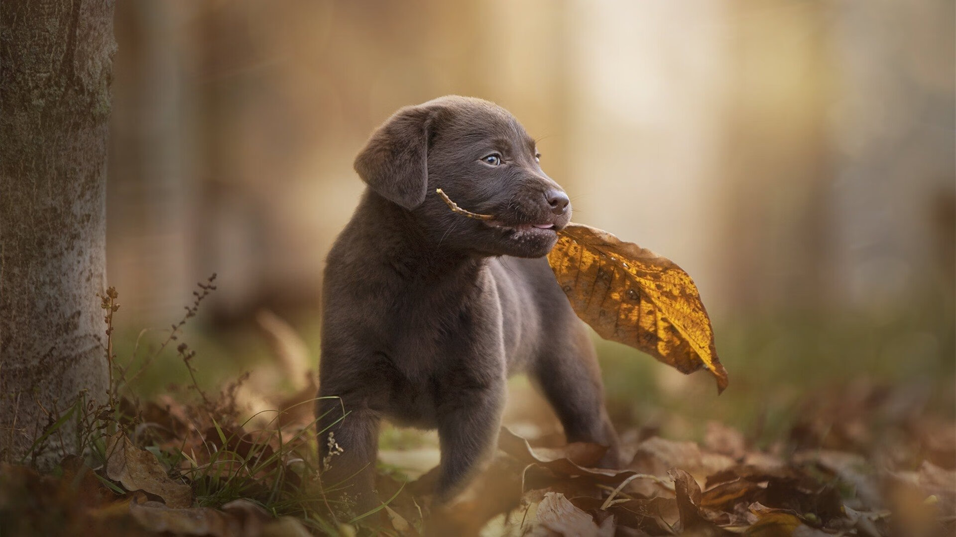kaiyun-裁判员绩效考核体系完善，裁判执裁水平持续提升，裁判员考核评选怎么写