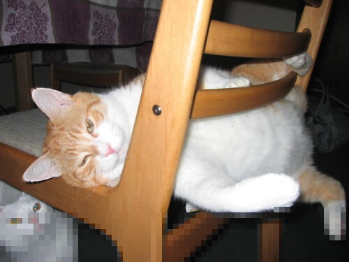 鲁迪·戈贝尔（Rudy Gobert）第四次当选NBA最佳防守球员，2019-2020年nba最佳防守球员