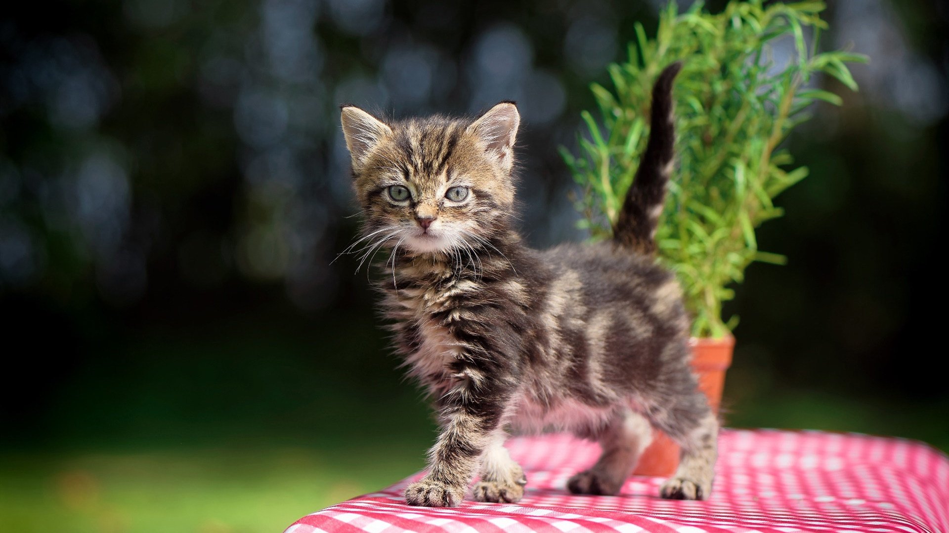 Zven角色转型初见成效,角色转换及职业化心态打造