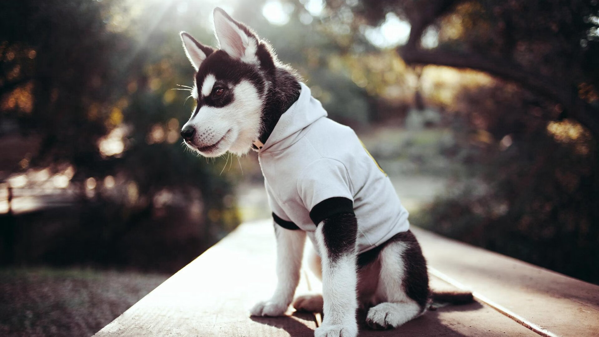 开云官方网页登录-“全民健身 运动三秦”广场舞公益推广活动在陕西商洛成功举办