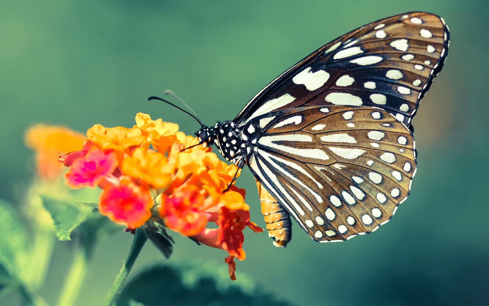 中锋在现代战术中的地位是否被边缘化，中锋在现代战术中的地位是否被边缘化了