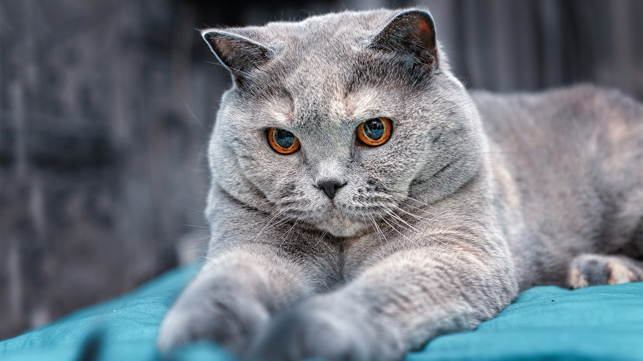 开云官方网站-临门一脚！队员最新进球集锦惊艳球迷，进球守门员