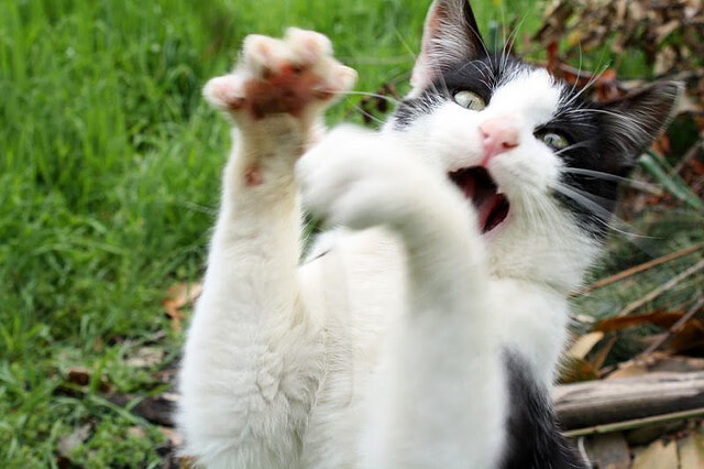 开云官方网站-巴黎球星受伤离场，或缺重要比赛，2021巴黎球员