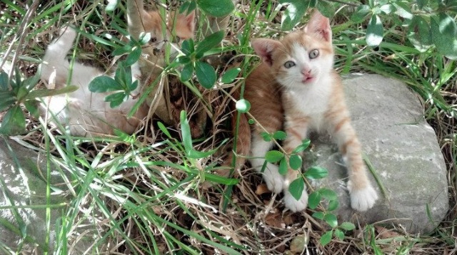 意大利足球俱乐部发起球迷团结活动,壮大队伍,意大利足球队集体照