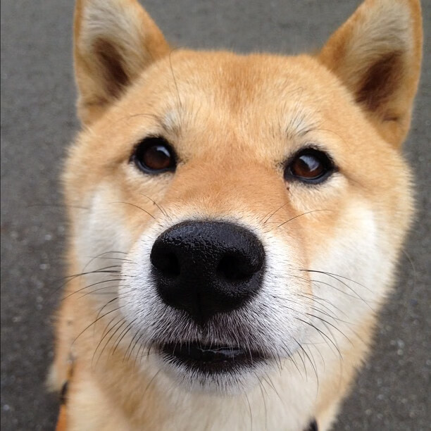 kaiyun登录入口-沃尔夫斯堡迎战杜塞尔多夫，争夺胜利，沃尔夫斯堡对多特蒙德预测