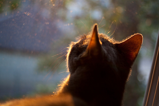 开云体育官方网入口-瑞士马术协会建立马匹基因数据库，促进马匹选育与训练。，瑞士骑马