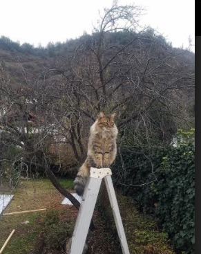 美洲队签约新赞助商,提升品牌影响力,美洲联是什么比赛