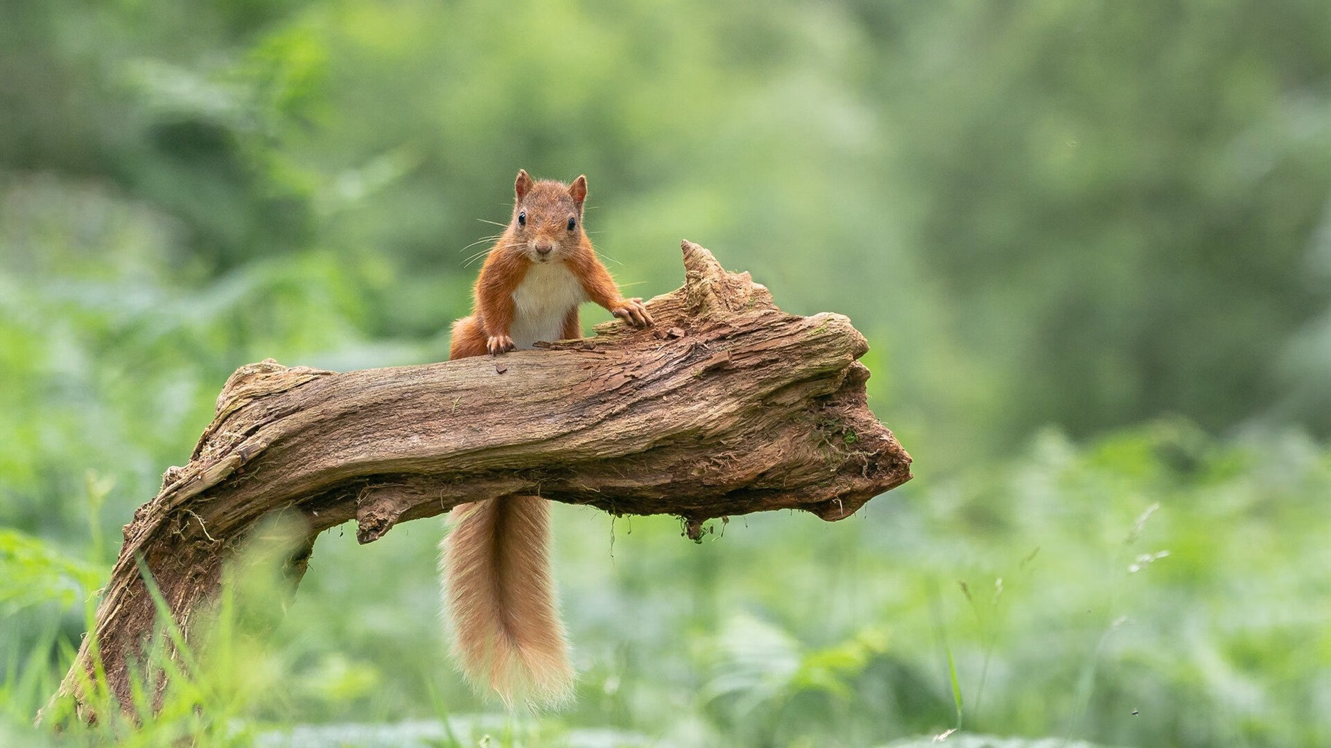 美洲队计划举办国内足球训练营,促进交流,美洲足球强队