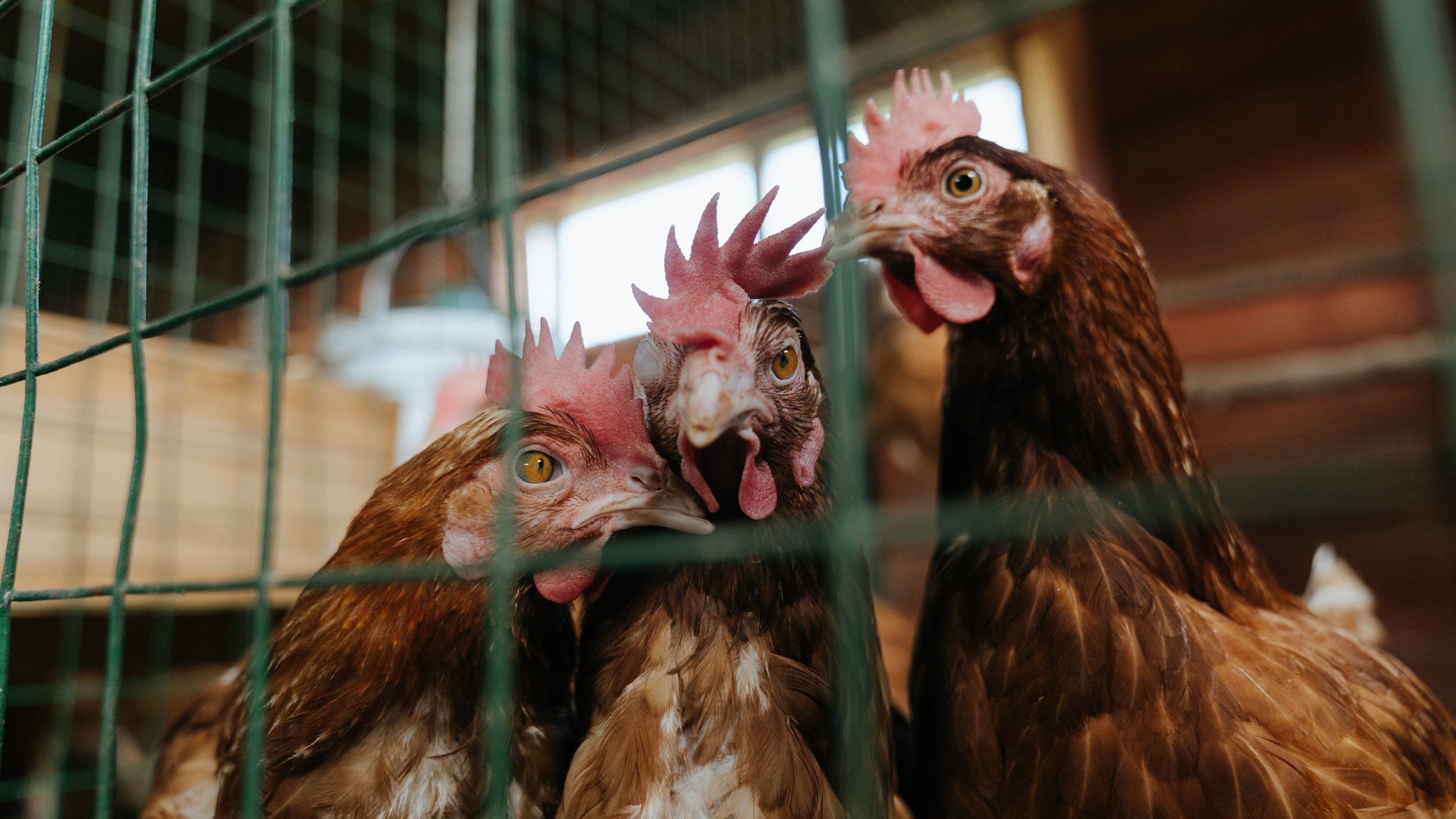 德甲球员赛后心率恢复曲线指导个性化训练设计，足球运动员 心率