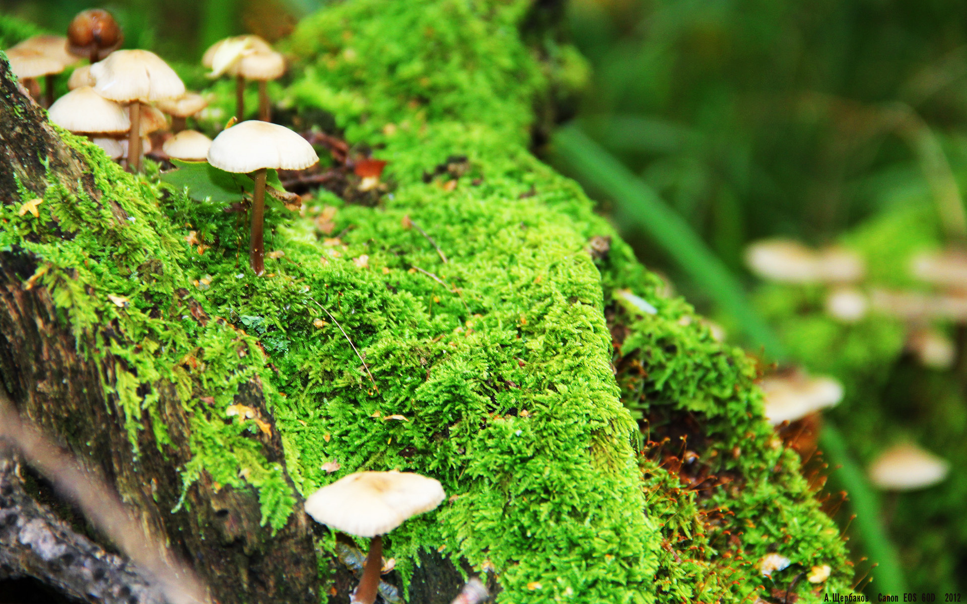 团体赛制对澳大利亚队的影响:如何增强团队协作与信任