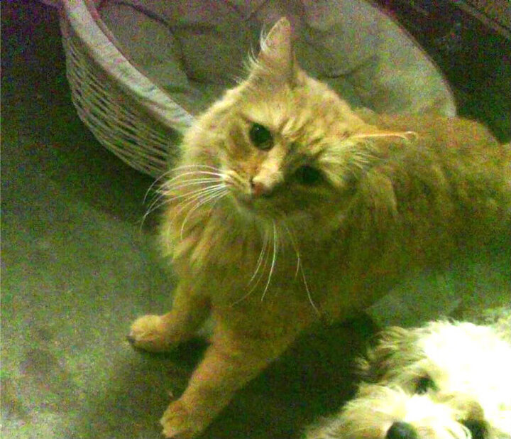 德国队在国际乒联混合团体世界杯中的未来发展与挑战，德国乒乓球团体阵容