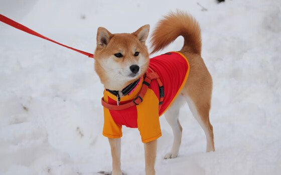 开云·体育官网APP下载-澳大利亚队如何通过团体赛制打破传统单打困境，澳大利亚队12强赛大名单