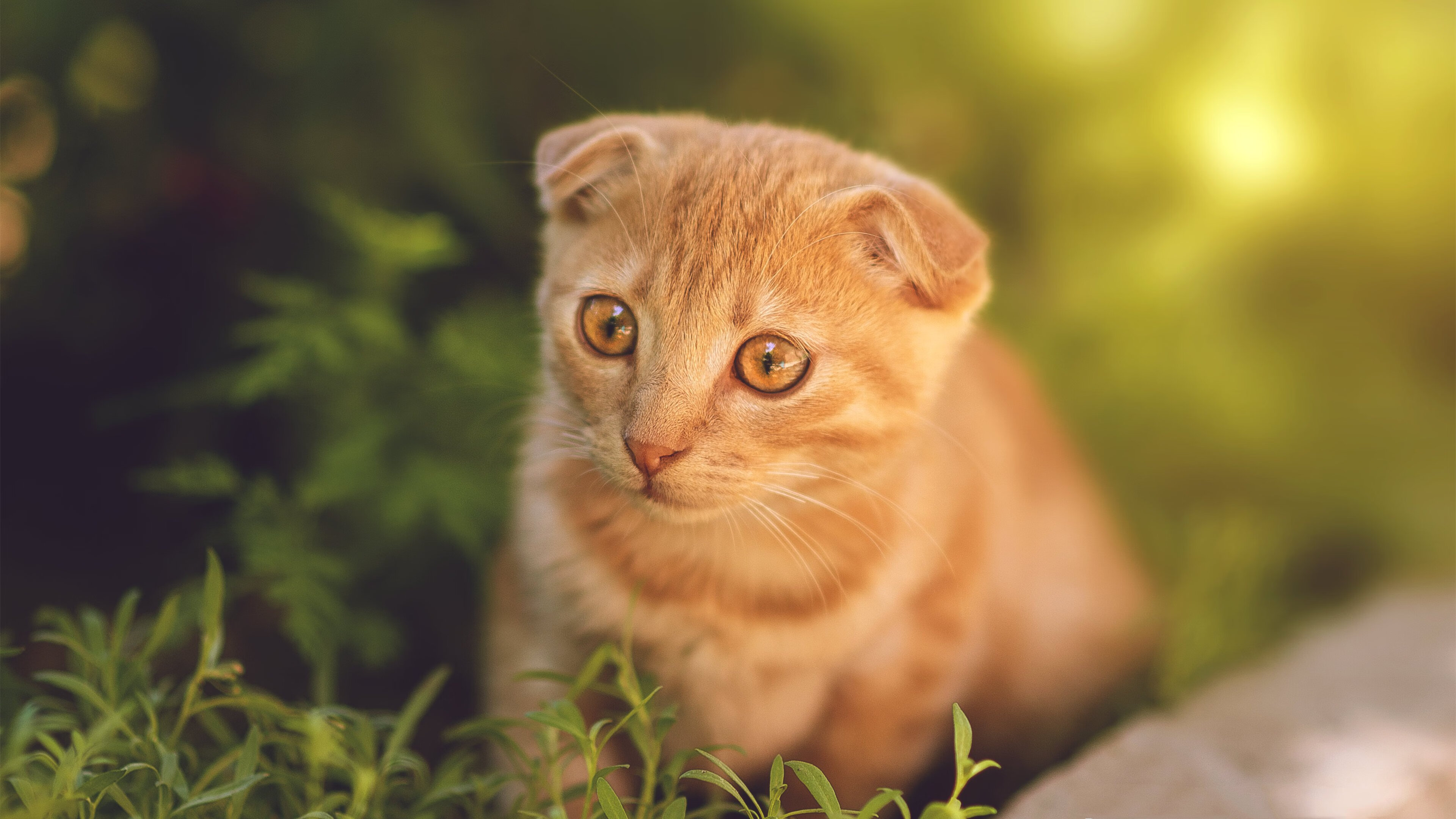 开云·体育全站登录地址-沃尔什冲刺力压群芳拿下冠军，沃尔效力过哪些球队