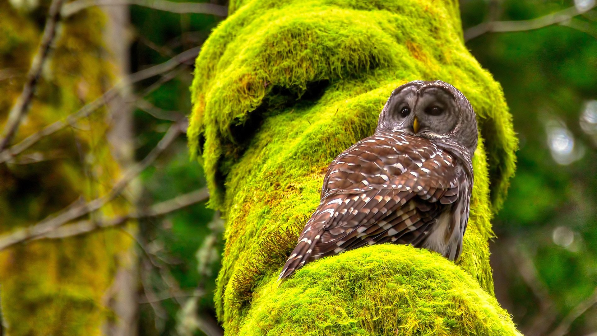 澳大利亚组合决赛精彩表现赢得观众喝彩，澳大利亚集锦