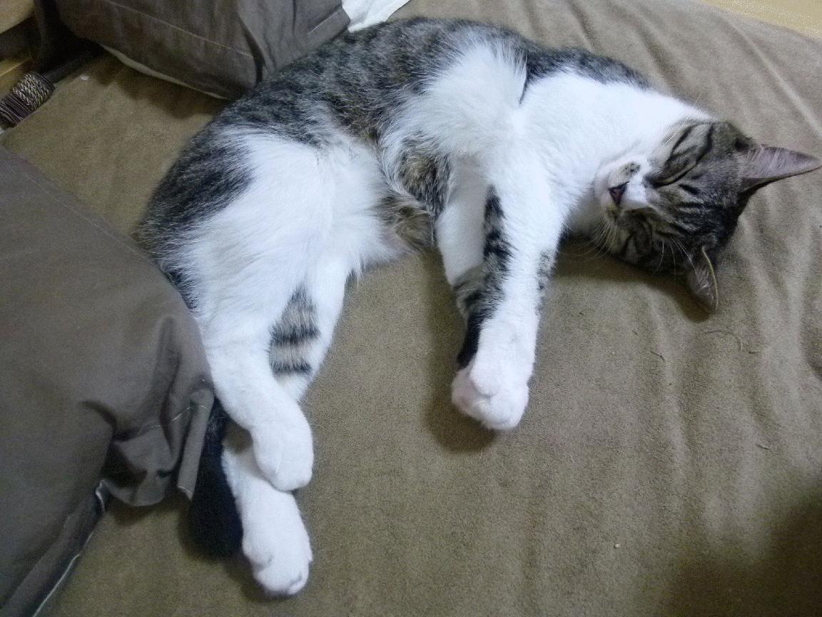 kaiyun中国官方网站-火箭连续五场篮板优势助力连胜，火箭队6连胜