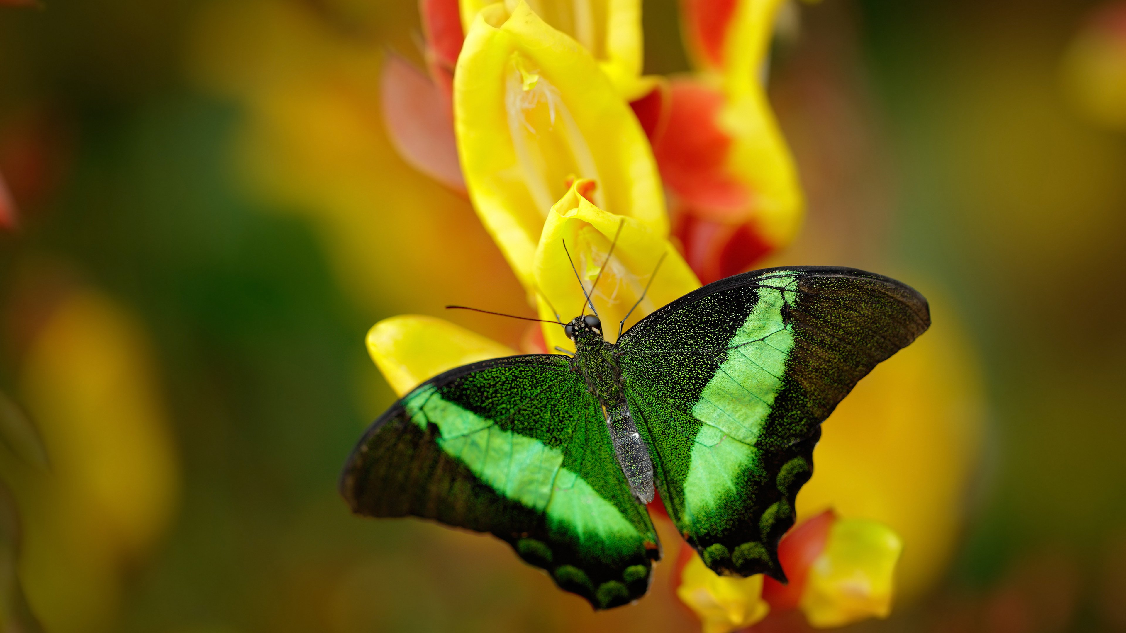 球员国际形象代言引发跨国文化讨论,球星国外