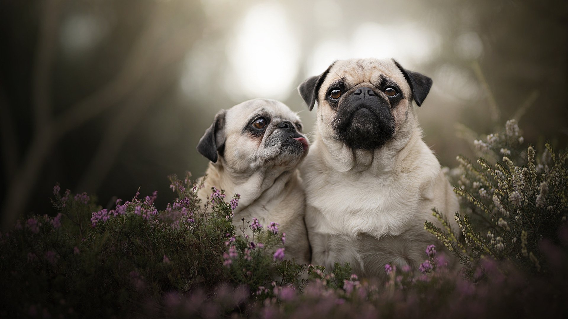 诺埃·庞蒂100米蝶泳决赛表现亮眼